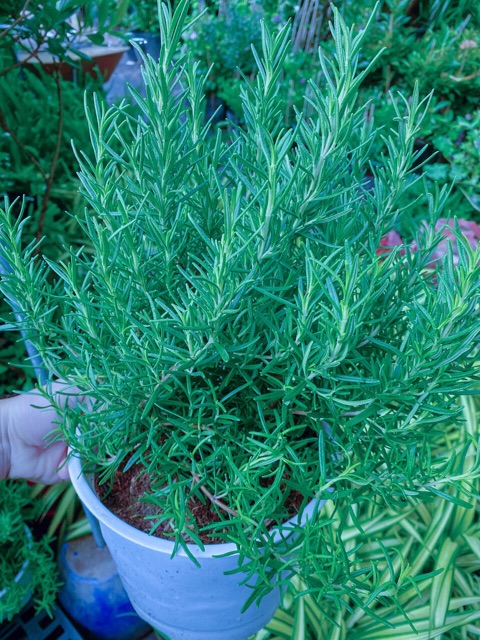 Chậu Hương Thảo size lớn