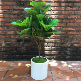 Combo cây bàng 3 nhánh đã bao gồm chậu và kệ gỗ