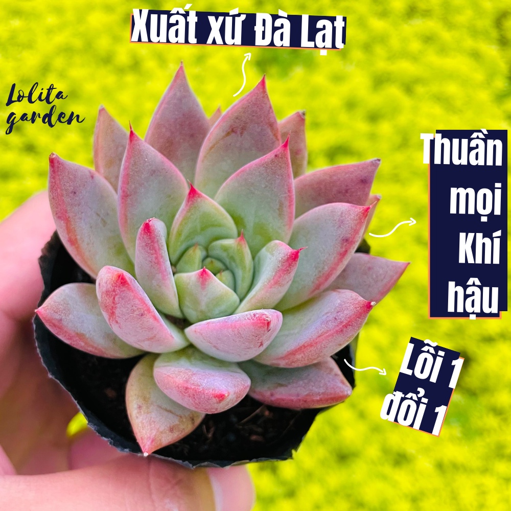 Sen đá mận tím Đà Lạt size bé cây cảnh trang trí nhà cửa Lolita garden