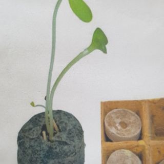 Bộ 100 viên nén xơ dừa ươm hạt