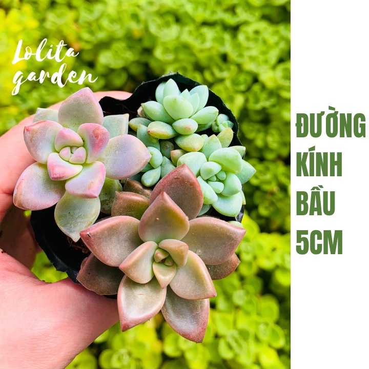 SEN ĐÁ SIZE BÉ MIX THẬP CẨM, HÀNG ĐÀ LẠT, SIÊU XINH SIÊU KHỎE, LỖI 1 ĐỔI 1