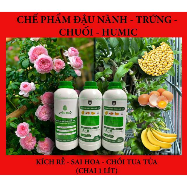 Phân bón hữu cơ phân bón hoa hồng đậu nành trứng chuối ủ lên men Humic