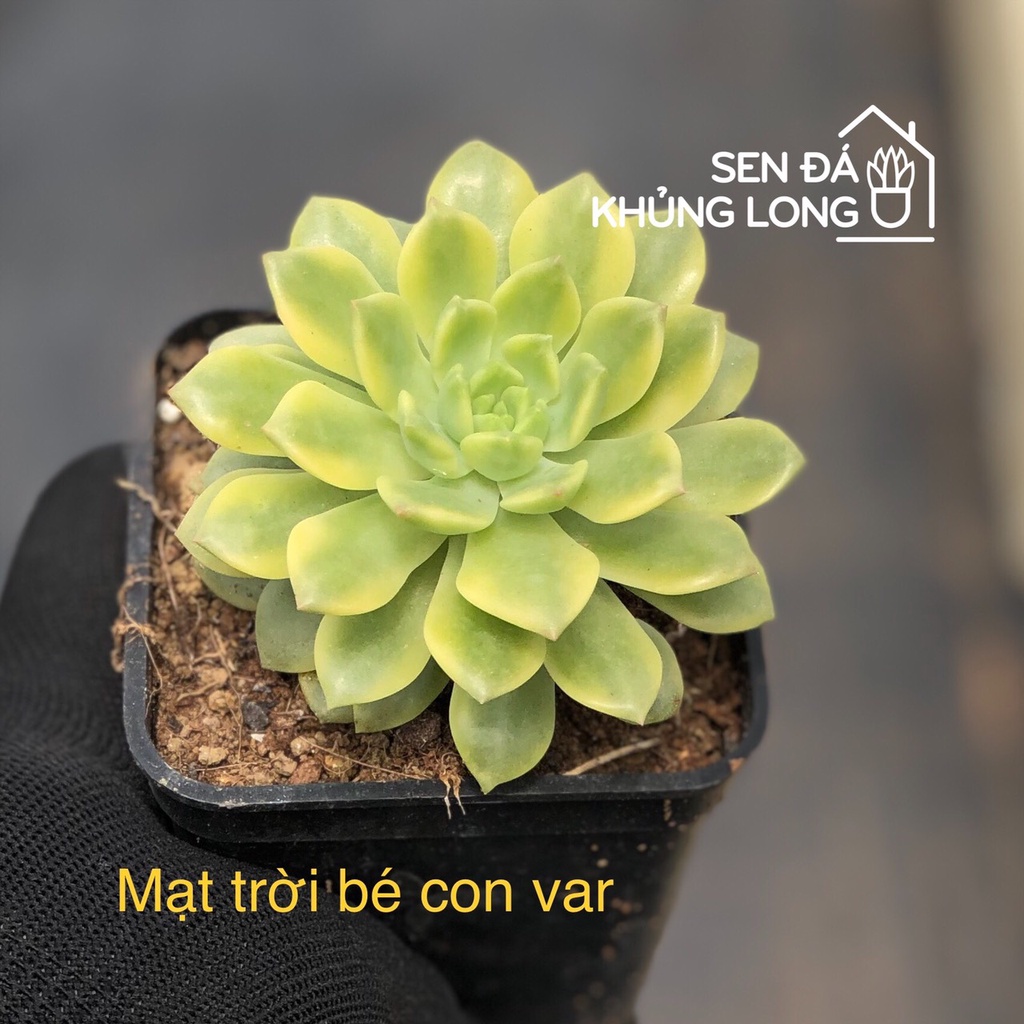 Sen đá Mặt Trời Bé Con var - sedeveria maialen variegata