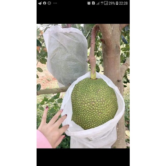 Vải Bao Trái Mít Có Dây Rút - 50*70cm