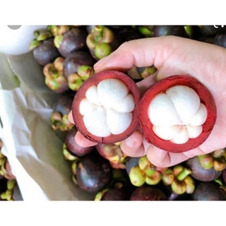 Măng cụt 1kg=40k, mangoteen fruit