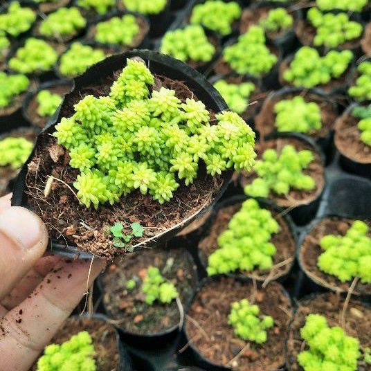 SEN ĐÁ SEDUM DẠ QUANG