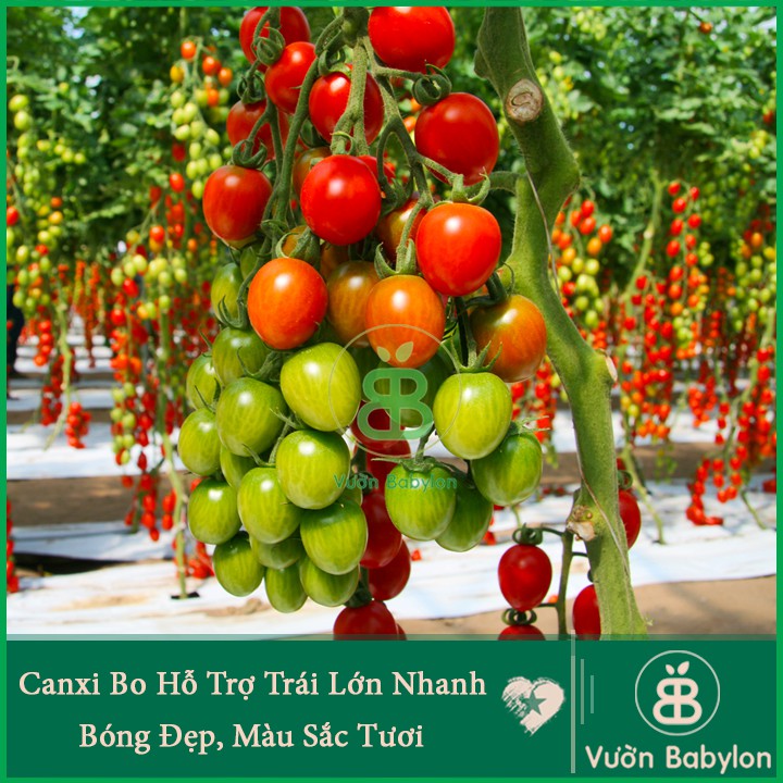 Phân Bón Canxi - Bo dạng nước Chống rụng trái non chống thối trái tăng đậu trái tăng chất lượng trái cây - 100ml