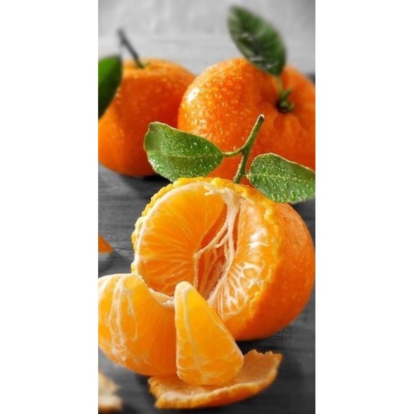 CÂY QUÝT SIÊU NGỌT RA TRÁ 4 MÙA TRỒNG 6 THÁNG RA HOA + Tặng  phân hữu cơ cao cấp