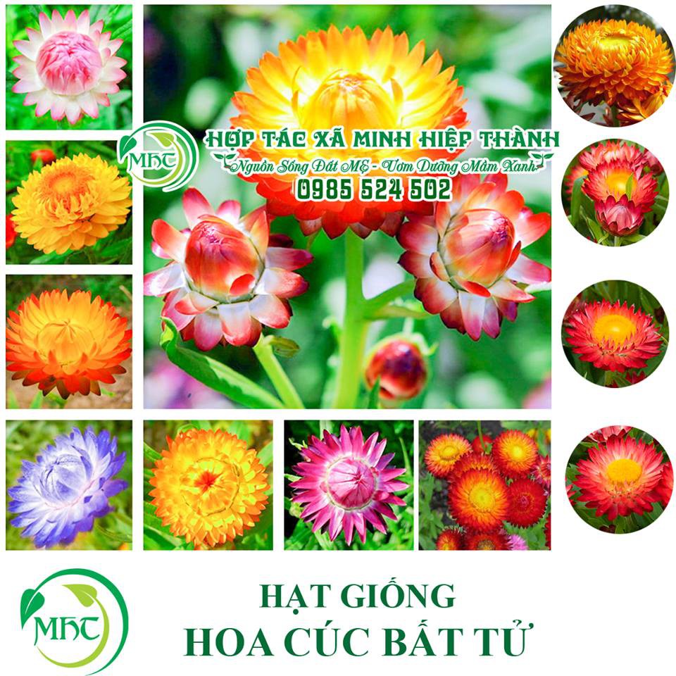 Hạt giống hoa cúc bất tử