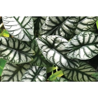 Alocasia Silver Dragon cây kiểng lá môn rồng bạc