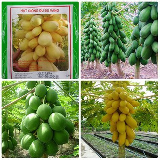 Bộ 2 gói hạt giống đu đủ lùn (1 gói đu đủ vàng 5 hạt và 1 gói đu đủ lùn xanh 10 hạt )