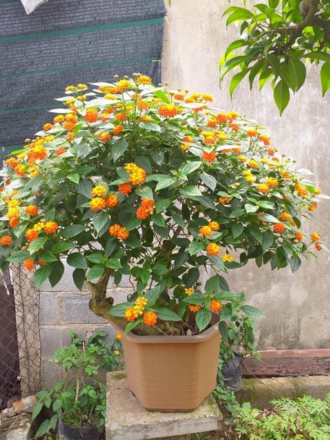 Phôi hoa ngũ sắc