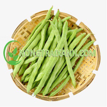 20GR - HẠT GIỐNG ĐẬU COVE LEO XANH