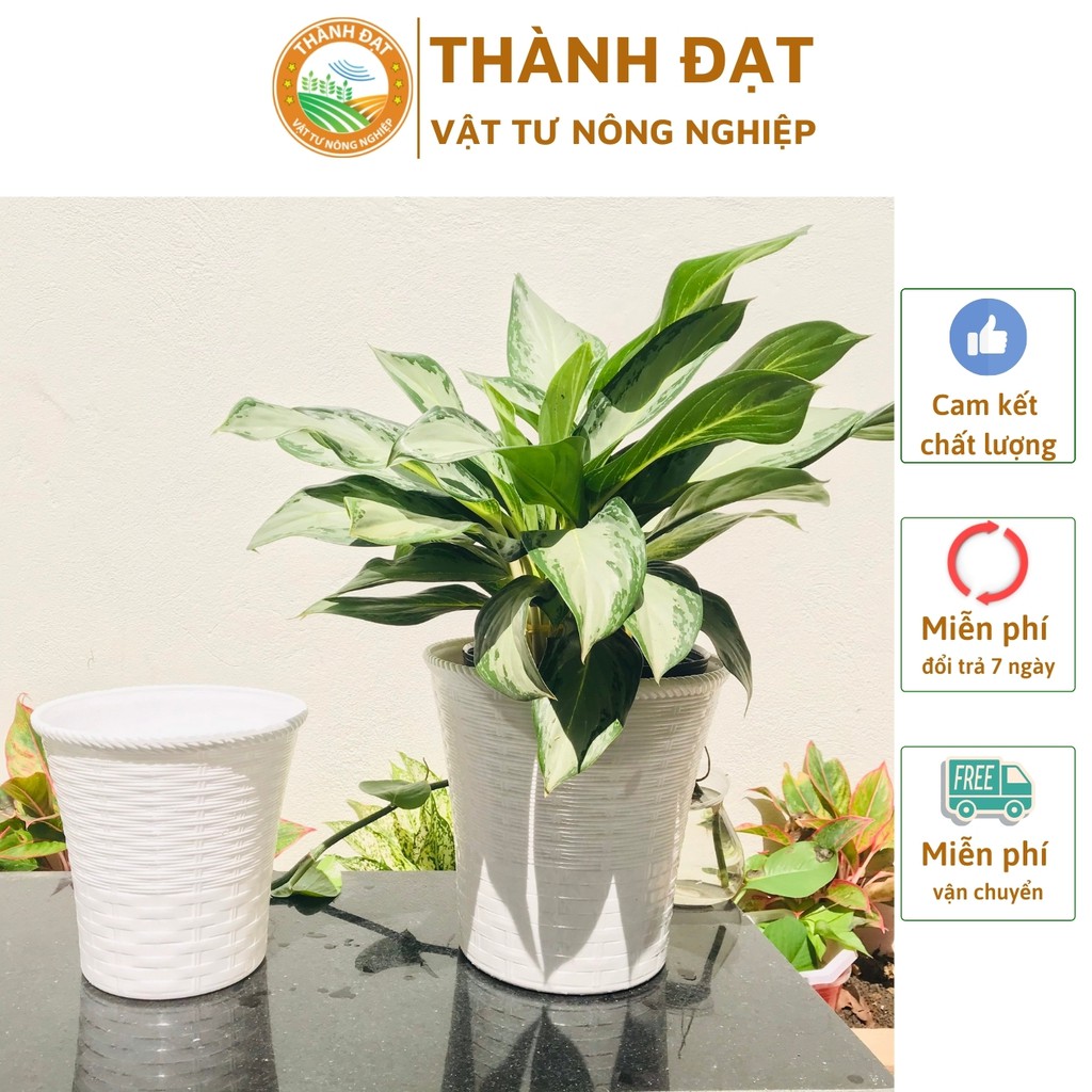 Chậu trồng cây, chậu nhựa trồng cây mây đan 2 lớp màu trắng 2 kích thước