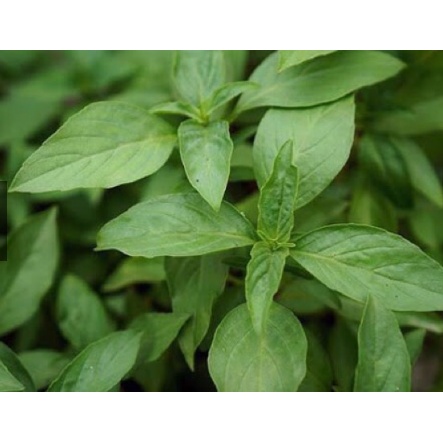 Combo 3-5 cây húng quế cao