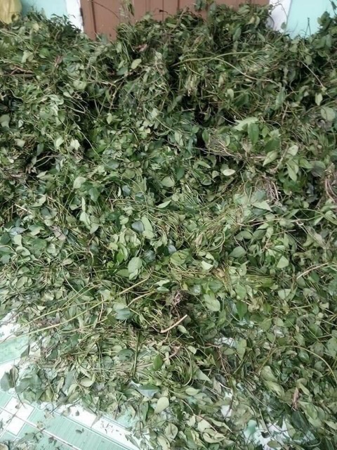 Chè vằng lợi sữa túi 1kg | BigBuy360 - bigbuy360.vn