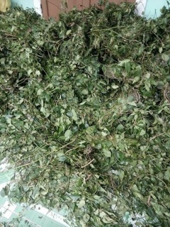 Chè vằng lợi sữa túi 1kg