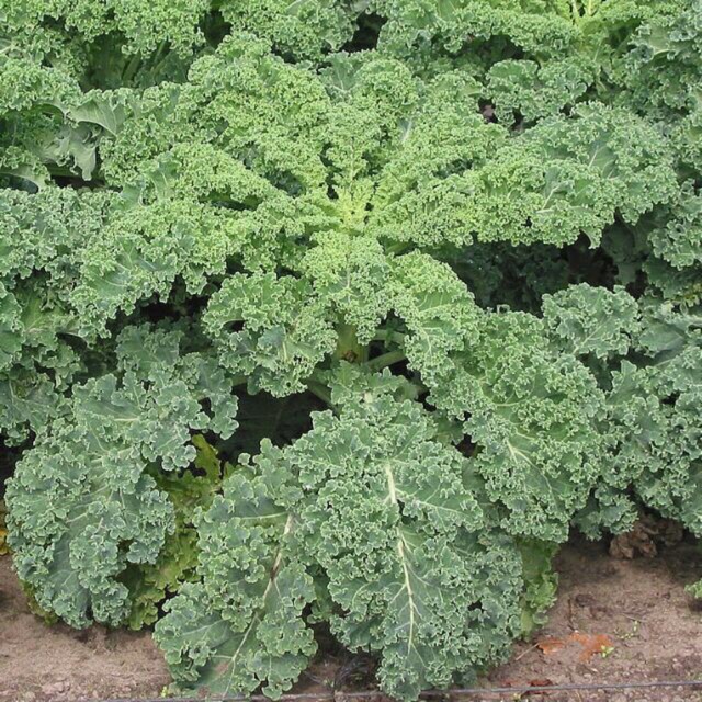 Cải xoăn- cải kale- gói 2gr