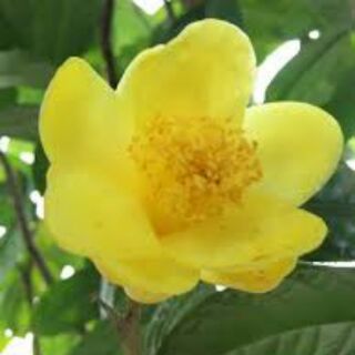 Combo 2 cây giống trà hoa vàng