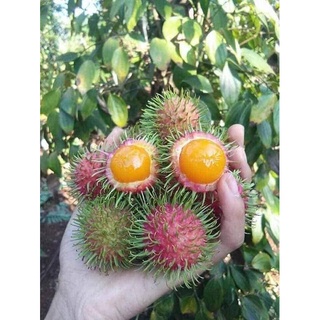 Cây giống chôm chôm ruột vàng