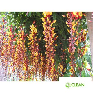 Gói 10 Hạt Hoa dây leo móng cọp xanh và hoa dây leo móng cọp vàng 7 sắc 10 hạt