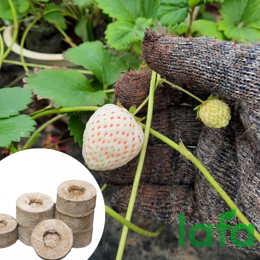 Viên nén xơ dừa LAFA - viên nén xơ dừa công dụng ươm ngó dâu tây, ươm hạt giống giúp cây phát triển khỏe mạnh