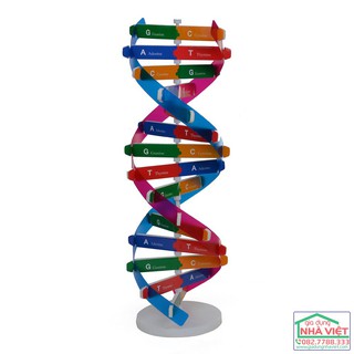 Mô hình học tập chuỗi DNA 3D ADN của Gen người