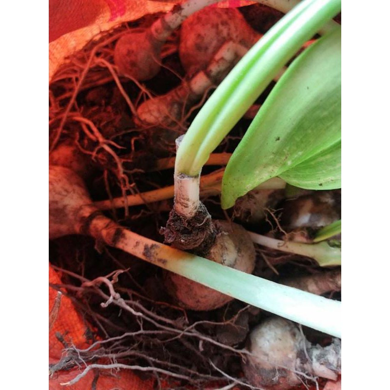 Củ hoa ngọc trâm