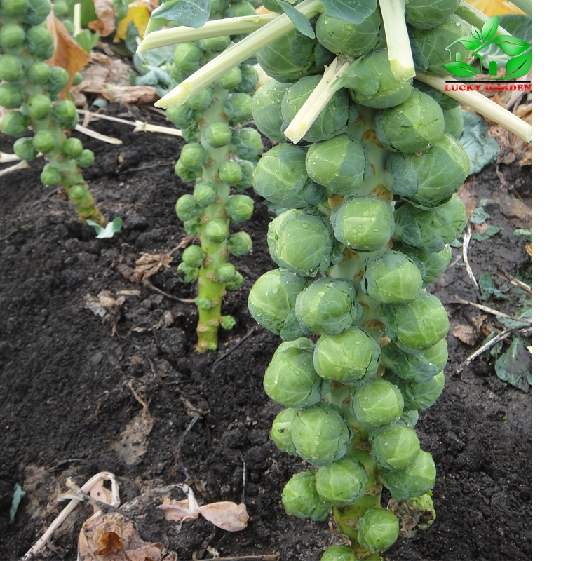 Hạt giống Bắp cải xanh tí hon nhập thái lan nguyên gói_Bắp cải mini xanh chịu nhiệt Brussels Sprouts