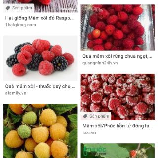 5 cây giống mâm xôi