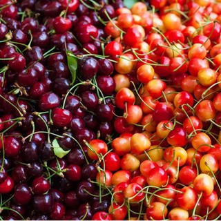 CÂY CHERRY GIỐNG