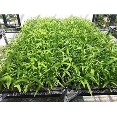 Rau Muống Lá Tre Cao Sản 211