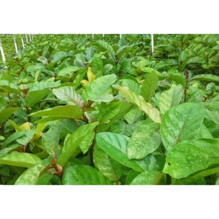 700gram hạt gáo vàng giống