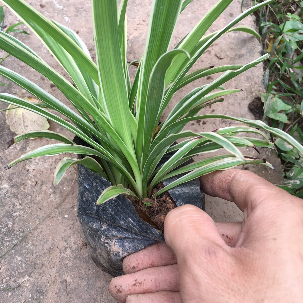 Cây Cỏ Chỉ  Trồng Bầu Đen Tán Xum