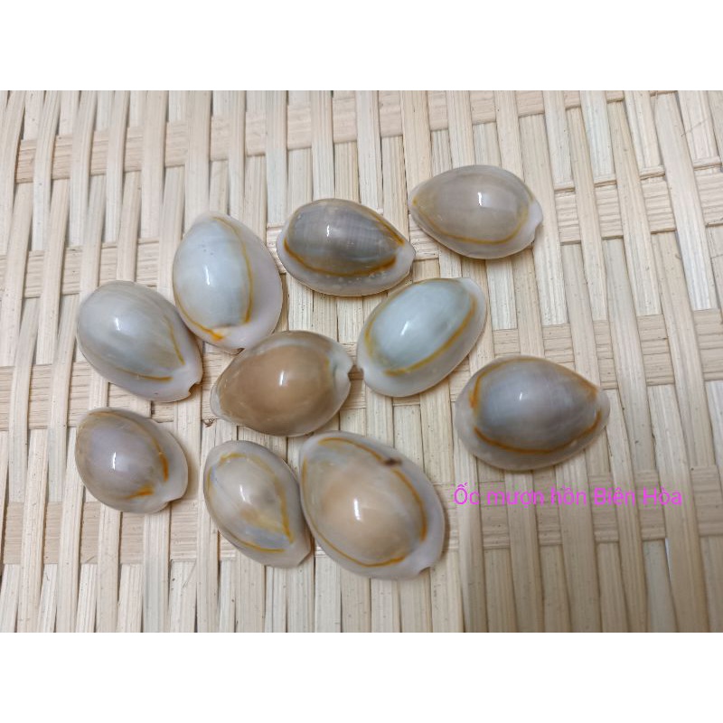 10 vỏ ốc Nga tím, trắng siêu xinh.Trang trí,hổ trợ chụp ảnh