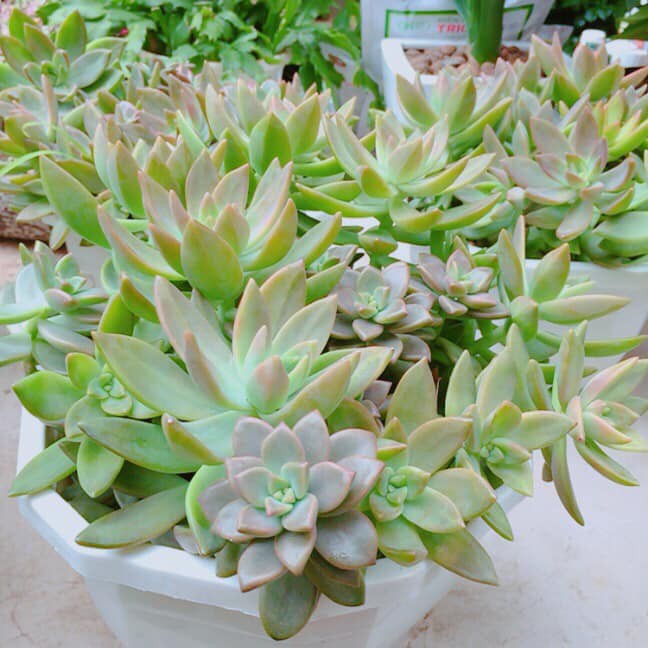 Sen đá chậu lớn