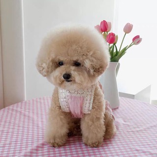 Set đầm tiểu thư cho thú cưng kèm nơ