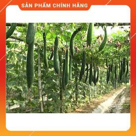 HẠT GIỐNG BÍ SẶT CAO SẢN GÓI 5 GRAM