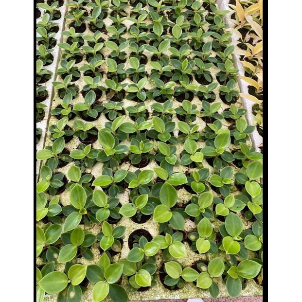 Philodendron Birkin