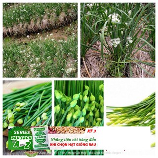 Gói 50 Hạt cây hẹ thơm