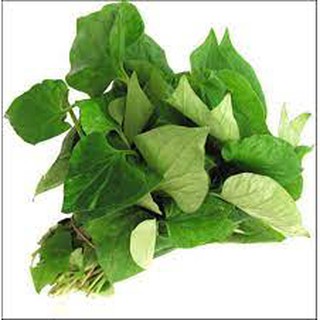 Chia sẻ:  0 RAU DIẾP CÁ -RAU RIẾP CÁ