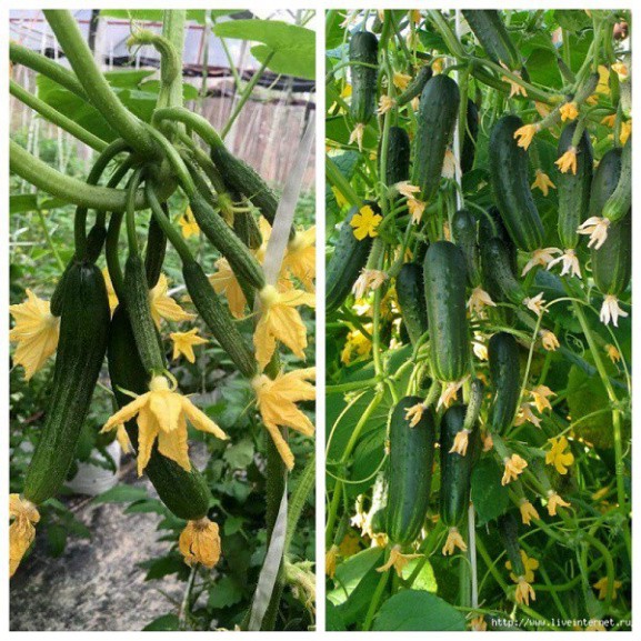 Hạt giống dưa chuột chùm (tặng phân)