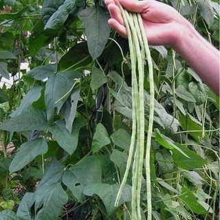 Hạt giống đậu đũa dễ trồng tỷ lệ nảy mầm cao gói 50g