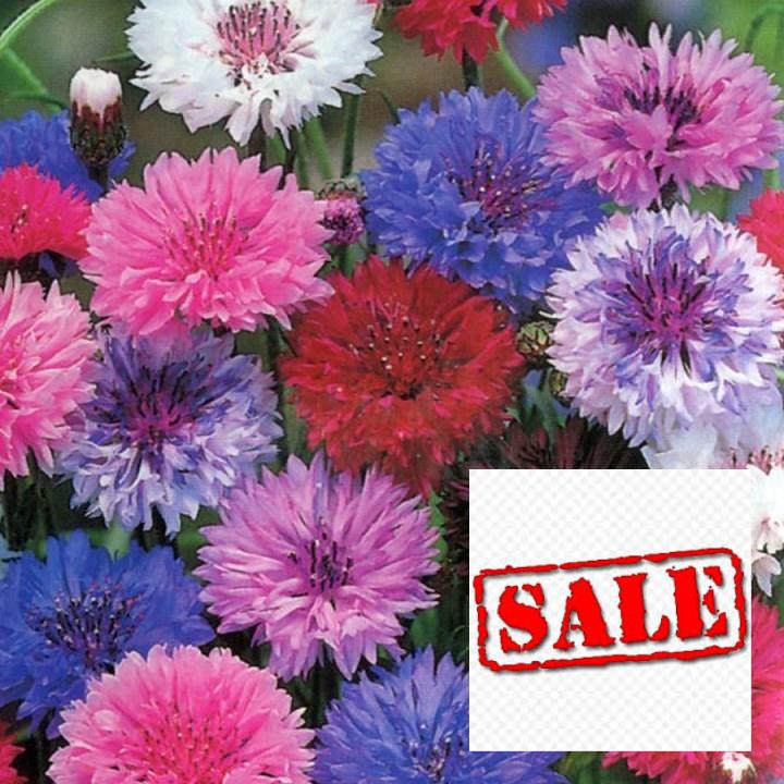 hạt giống hoa trúc mai 50 hạt nhiều màu SALE