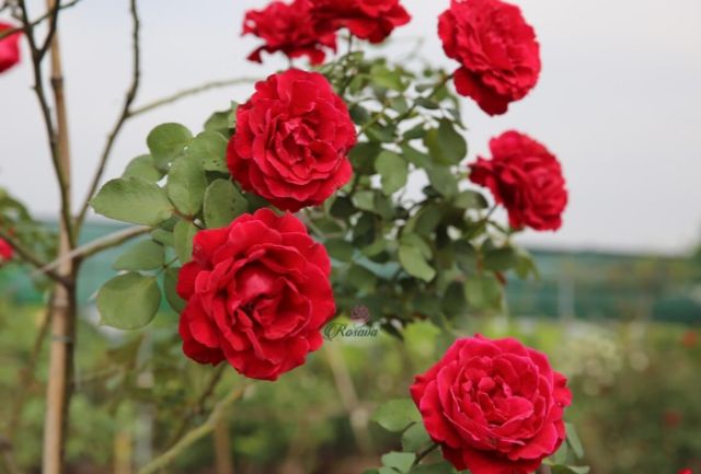 Hoa Hồng leo Cổ Hải Phòng