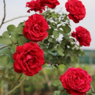 Hoa Hồng leo Cổ Hải Phòng