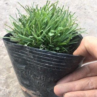 Cây Cỏ Mây Bụi Mini Để Bàn,Trang Trí Phòng,Tiểu Cảnh