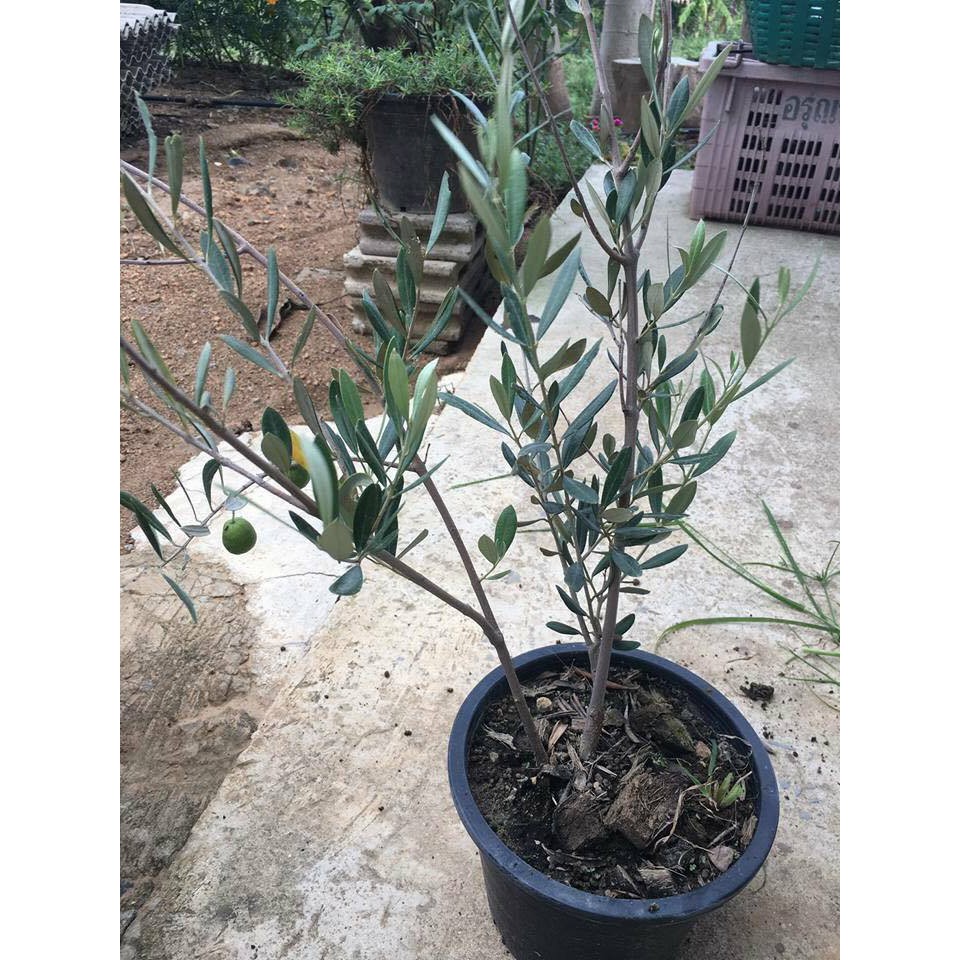 HẠT GIỐNG CÂY OLIU - 3 Hạt/ gói