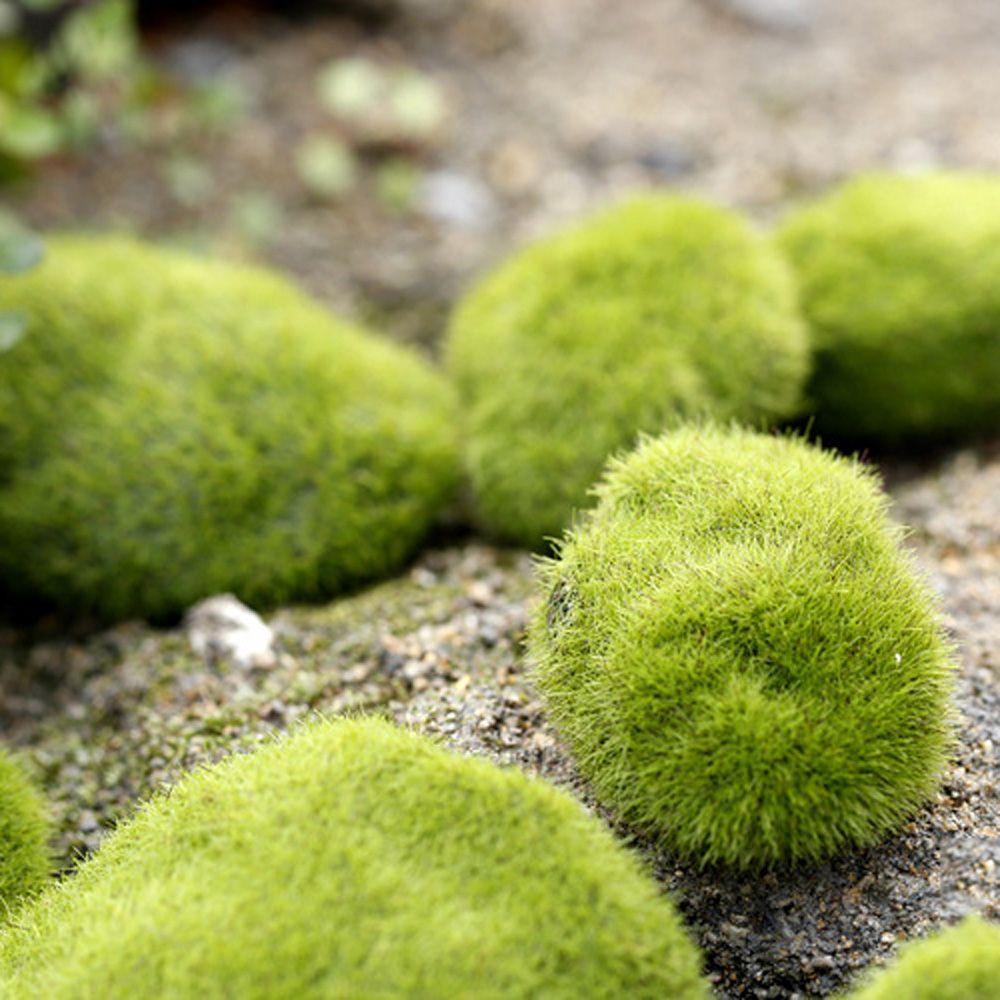 Rêu Nhân Tạo Trang Trí Nội Thất Đẹp Mắt|Thảm Lót Sàn Trang Trí Nhà Cửa