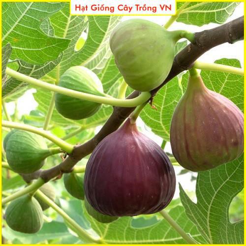 Hạt giống Sung Mỹ (Sung Ngọt - Trái To) - Gói 10 Hạt